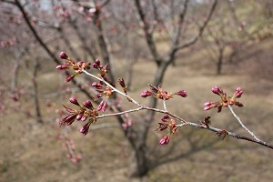 エゾヤマ桜