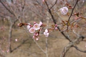 エゾヤマ桜