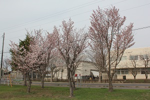 エゾヤマ桜