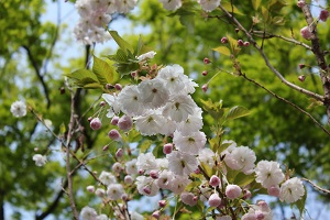 八重桜（関山）