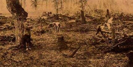 森の木々を切り倒し荒れた山間部の土地を切り開いている人々が写っている古い写真
