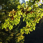 ミズナラの木の写真。葉身は楕円形で基部はくさび形に狭くなり緑にはノコギリ状のギザギザがあります。